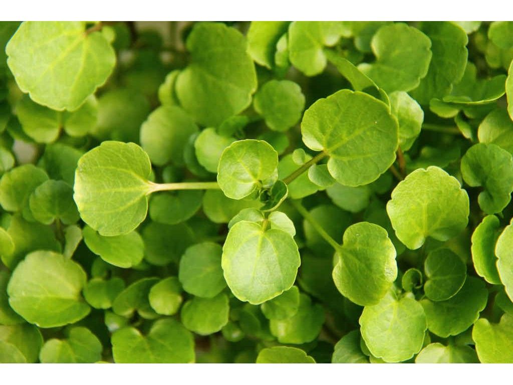 Watercress is a wonderfully peppery herb beautiful as a salad base or to add some spice to a meal.