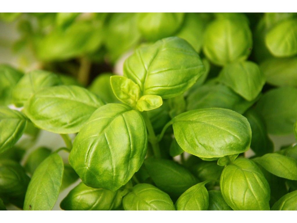 Our Basil, grown at a higher temperature in a separate greenhouse to all our other fresh herbs. 