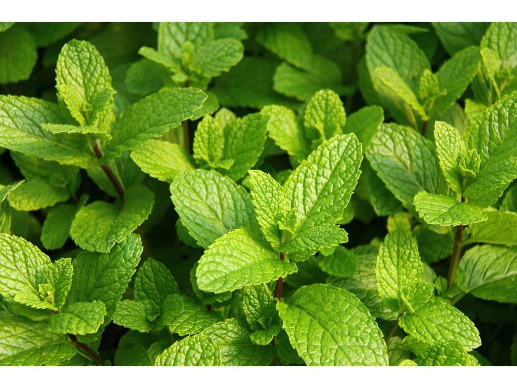 Our fantastic Mint, it is a special anti-rust variety, a disease that is common in most garden mint.