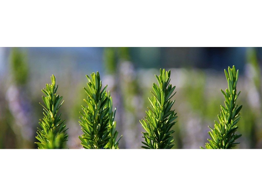 Rosemary, a herb that has important medicinal properties - it's great for enhancing your memory.
