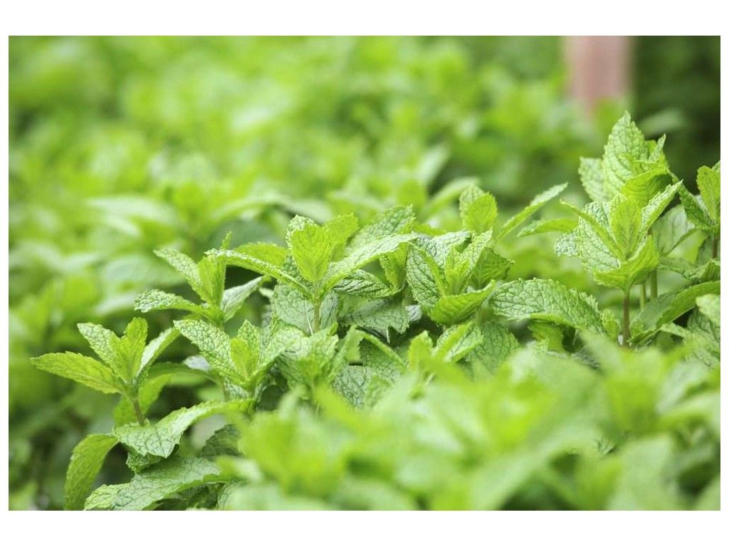 Our mint is an heirloom variety, sourced from an old abandoned cottage in Central Otago. It is rust-free mint, and has a particularly strong flavour and aroma in the summer. Ideal with potatoes or in a cool iced drink.