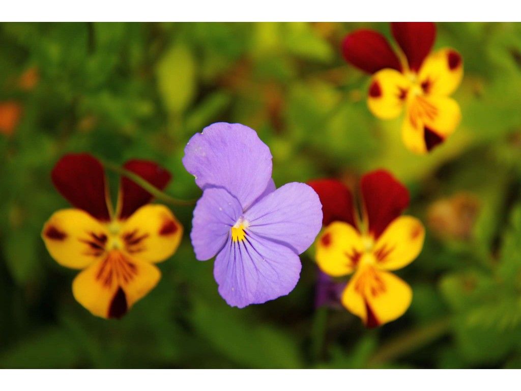Violas, one of our 'Edible Flowers' range.
