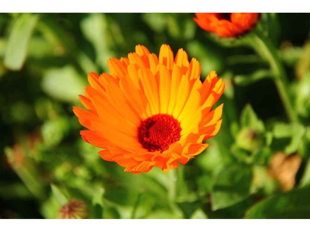 Calendula flower. We use the petals in our 'Salad Daze' salad bags.