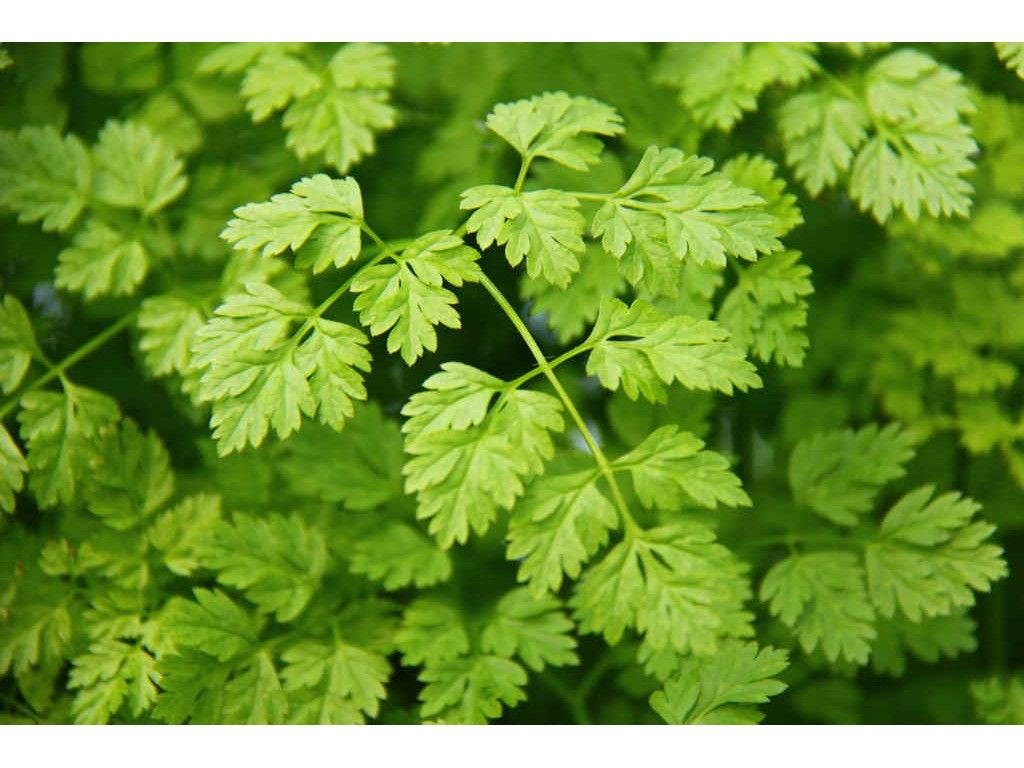 Chervil, a very delicate herb ideal as a garnish. It is also popular in Europe as a tasty soup. 