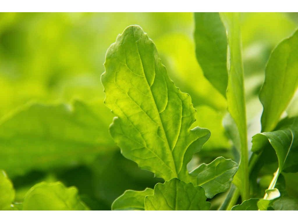 Salad Rocket, our most popular herb of our salad bag range. It's not as strong as wild rocket, with the leaves having a nice peanut flavour. 