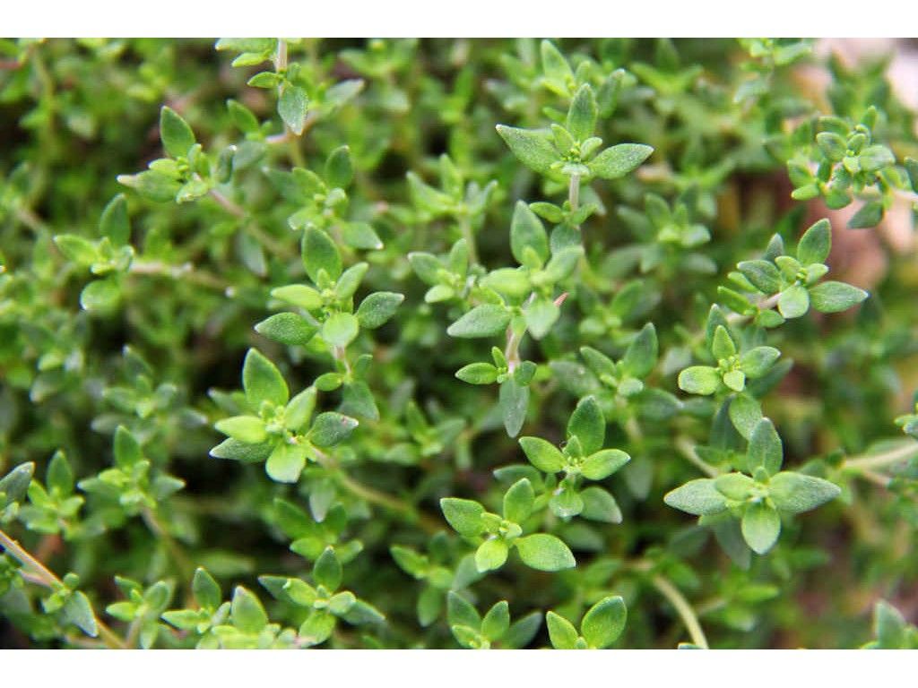 Thyme, one of the Mediterranean herbs we grow.