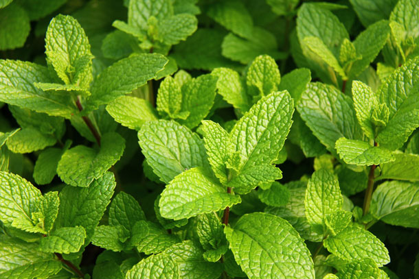 Fresh mint for your dishes & sauces
